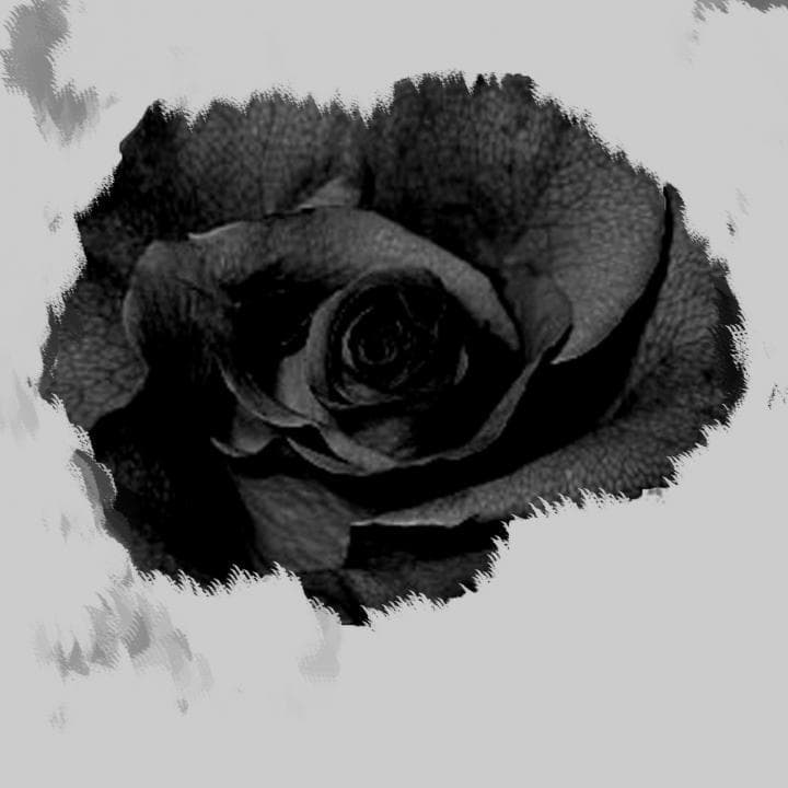 Black Rose